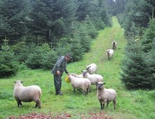 Schafe in Weihnachtsbaumkulturen