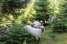 Schafe in Weihnachtsbäumen